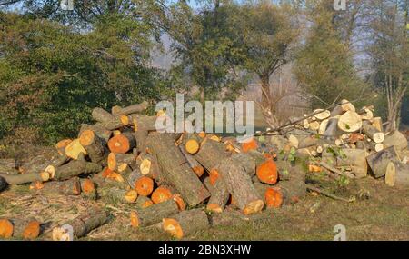 Ein gemischter Stapel von Holzstämmen im Wald, sowohl rotes als auch helles Holz, hart und weich, frisch geschnitten und bereit für die Produktion in der Holzeindustrie gestapelt Stockfoto