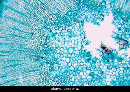 Pflanzen Sie Zellen unter Mikroskop Stockfoto