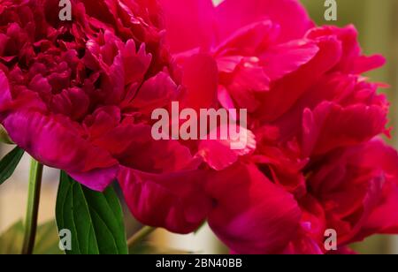 Ein Nahaufnahme-Bild von Pfingstrosen als Hintergrund Stockfoto