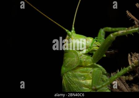 Nahaufnahme von neugierigen, goofy aussehenden Katydiden (Tettigoniidae). Grünes Insekt in natürlichem Lebensraum. Schwarzer Hintergrund. Stockfoto