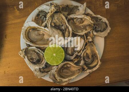 Austern das Dutzend auf Eis und mit einem Stück Zitrone auf der Seite. Stockfoto