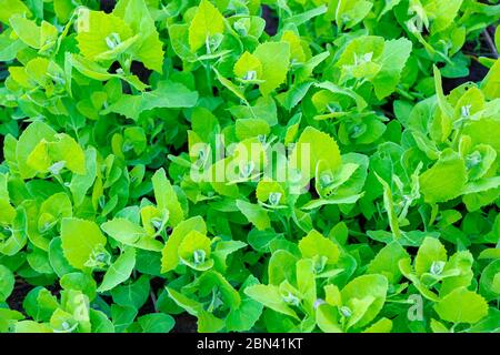 Frischer Gartenorache, Atriplex Hortensis oder französischer Spinat, loboda. Stockfoto