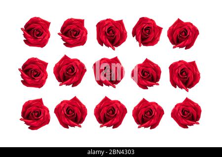 Set von roten Rosen auf weißem Hintergrund isoliert. Fünfzehn Rosen voller Leidenschaft und Liebe. Stockfoto