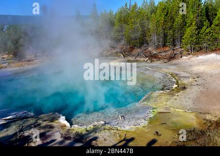 Tiefblaue Emerald Spring mit Dampf, der im Norris Geyser Basin, Yellowstone National Park, Wyoming, aufsteigt Stockfoto