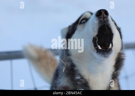 Nahaufnahme eines bellenden Schlittenhundes mit Heu im Maul und einem Zaun im Hintergrund Stockfoto