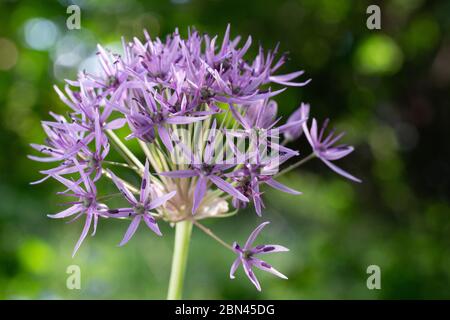 Nahaufnahme einer ornamentalen Zwiebel im Frühjahr. Stockfoto