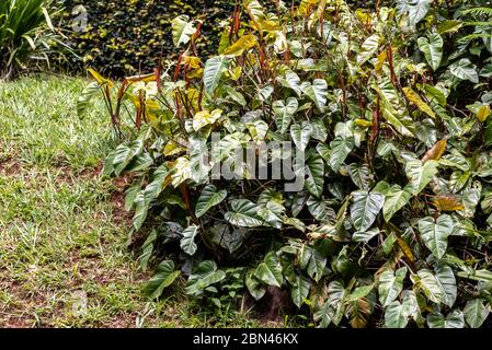 Großer Strauch von tropischen Pflanzen, Pfeilspitze (Syngonium podophyllum) im Garten, Areal, Rio de Janeiro, Brasilien Stockfoto