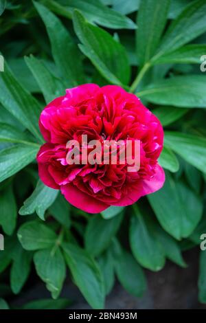 Tiefrote einzelne Pfingstrose (Paeonia), die im frühen Frühjahr in Nordengland blüht und eine kurze, aber spektakuläre Blütezeit hat Stockfoto