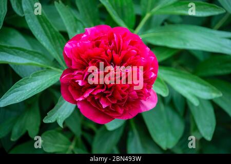 Tiefrote einzelne Pfingstrose (Paeonia), die im frühen Frühjahr in Nordengland blüht und eine kurze, aber spektakuläre Blütezeit hat Stockfoto