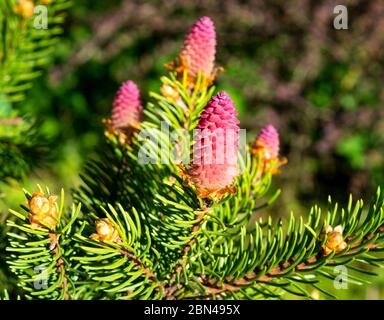 Seltene Nadelpflanzen. Blühende Baumfichte Acrocona (Picea abies Acrocona), die Zapfen sehen aus wie eine rosa Rose. Weiche Nadeln von blassgrüner Farbe. Stockfoto