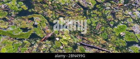 Algen blühen in verunreinigtem Wasser Stockfoto