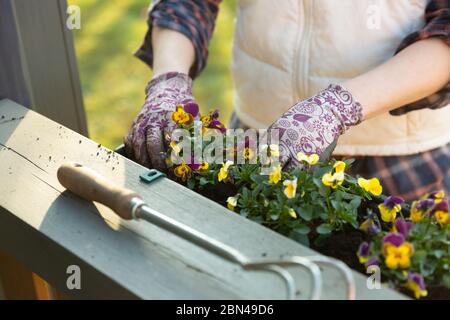 Gärtner Händen Blumen Pflanzen im Topf mit Schmutz oder Boden in Container auf der Terrasse Balkon Garten. Gartenarbeit Konzept Stockfoto