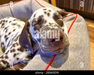 Mein Hund, Zufall, schnüffelt die Kamera mit seiner perfekten kalten, nassen, großen, braunen Nase und geschlossenen Augen.Braune Schokolade Dalmatiner Hund schläft. Schlafen Stockfoto