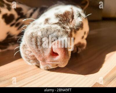 Mein Hund, Zufall, schnüffelt die Kamera mit seiner perfekten kalten, nassen, großen, braunen Nase und geschlossenen Augen.Braune Schokolade Dalmatiner Hund schläft. Schlafen Stockfoto