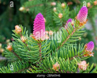Seltene Nadelpflanzen. Blühende Baumfichte Acrocona (Picea abies Acrocona), die Zapfen sehen aus wie eine rosa Rose. Weiche Nadeln von blassgrüner Farbe. Stockfoto