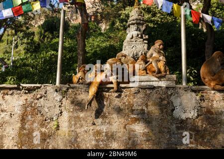 Affenfamilie im Swayambhunath Tempel, Kathmandu, Nepal. Affen kümmern sich füreinander. Stockfoto