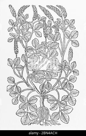 Holzschnitt als Trefoil of America / Trifolium Americum in Gerarde Herball, Geschichte der Pflanzen identifiziert. P1020 unklar, was moderne Pflanze ist. Stockfoto