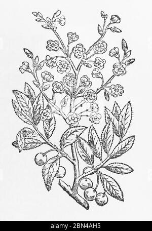 Schwarze Kirsche / Prunus serotina Pflanzenholzschnitt aus Gerardes Herball, Pflanzengeschichte. Er nennt es Cerasus Serotina. P1320 Stockfoto