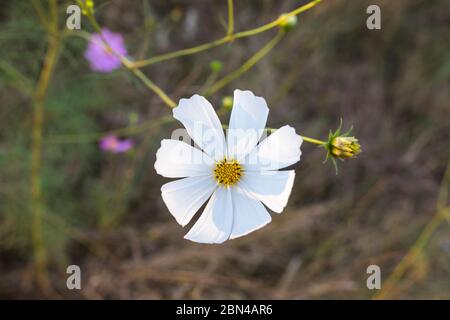 Einzelne weiße Kosmos Blume Stockfoto
