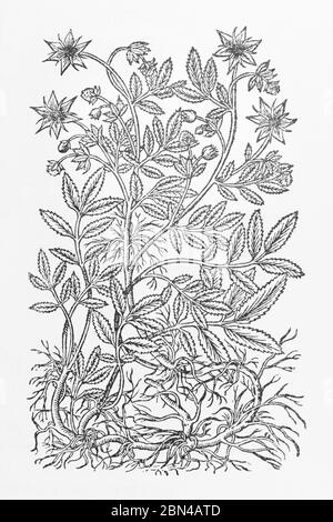 Marsh Cinquefoil / Comarum palustre syn. Potentilla palustris Pflanze Holzschnitt aus Gerarde Herball, Geschichte der Pflanzen. P836 Stockfoto