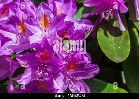 Hummel auf Rhododendron Blüten. Stockfoto