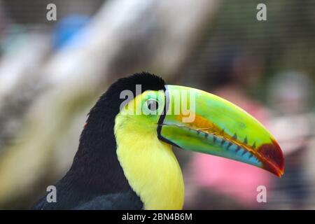 Kielschnabel-Toucan, Ramphastos sulfuratus, Vogel mit großem Schnabel sitzend Stockfoto