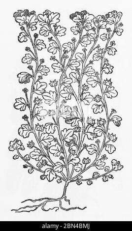 Efeu-Laub Speedwell / Veronica hederifolia Pflanzenholzschnitt aus Gerarde's Herball, Pflanzengeschichte. Er nennt es Alsine hederacea. P493 Stockfoto