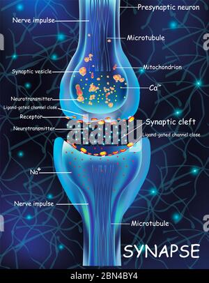 Synapsenzellen für die Anatomie. Übertragungssignal des Impulses in einem lebenden Organismus. Signalgebung im Gehirn. Synapse Verbindungen im Gehirn bilden Gedanken, Konzept Lernen. Struktursynapse für Bildung. Stockfoto