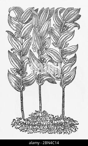 Solomon's Seal / Polygonatum multiflorum Pflanze Holzschnitt aus Gerarde Herball, Geschichte der Pflanzen. Er bezeichnet es als süßriechend S/S. P756 Stockfoto
