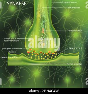 Neuronen, wissenschaftliche Bezeichnung. Struktursynapse. Neuronal mit einer Nervenzelle. Signalgebung im Gehirn. Übertragung von Impulsen in einem lebenden Organismus. Abbildung. Stockfoto