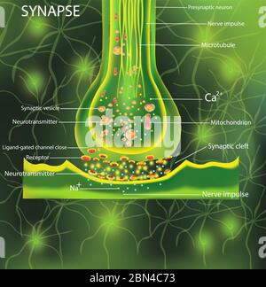 Neuronen, wissenschaftliche Bezeichnung. Struktursynapse. Neuronal mit einer Nervenzelle. Signalgebung im Gehirn. Übertragung von Impulsen in einem lebenden Organismus. Abbildung. Stockfoto