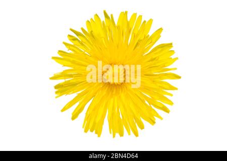 Dandelion auf weißem Hintergrund. Schöne vereinzelte gelbe Blume. Wildblumen. Bild wird geschnitten und auf weißem Hintergrund platziert Stockfoto