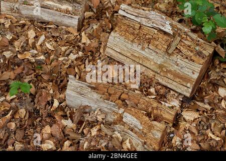 Totes Holz auf dem Waldboden verfällt langsam Stockfoto