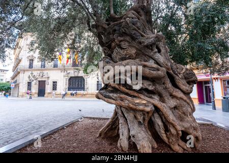 Alter Olivenbaum in Plaça de Cort, Palma de Mallorca, Balearen, Spanien Stockfoto