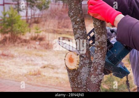 Detail eines Holzes Sägen im Garten.professioneller Gärtner schneidet Zweige auf einem alten Baum, mit einer Kettensäge.Trimmen Baum mit Kettensäge im Hinterhof Stockfoto