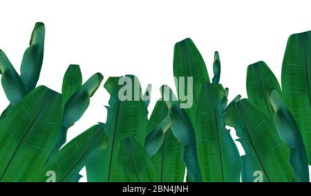 Kollektion tropische exotische Palmenblätter. Bananenblätter aus verschiedenen Winkeln. Realistische Bananenblätter mit Kopierraum für Ihren Text. Symbolsatz. 3d-Darstellung. Stockfoto