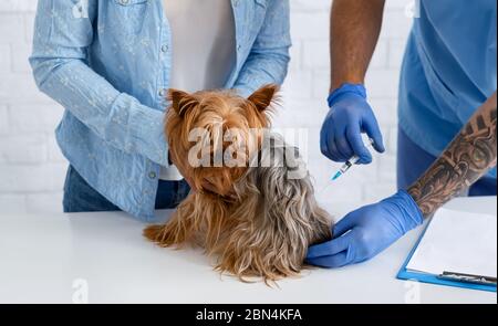 Tierpflege. Nahaufnahme des Tierarztes, der Yorkshire Terrier in der Klinik injiziert Stockfoto