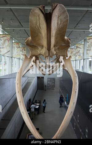 Knochen im Beaty Biodiversity Museum, University of British Columbia, Vancouver, Lower Mainland, British Columbia, Kanada Stockfoto