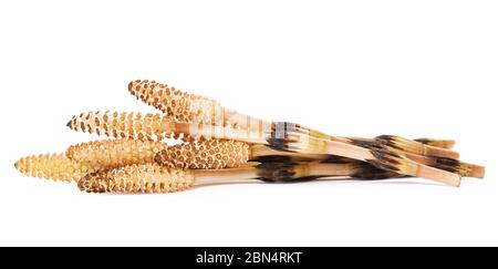 Schachtelhalm isoliert auf weißem Hintergrund (arvense equisetum). Die Pflanze wird sowohl in der Medizin als auch in Lebensmitteln verwendet Stockfoto