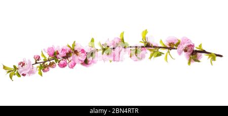 Blühende Sakura Zweig isoliert auf weißem Hintergrund Stockfoto