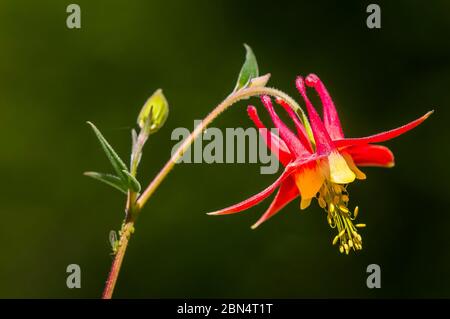 Aquilegia formosa, Western Columbine, Wildblume Stockfoto