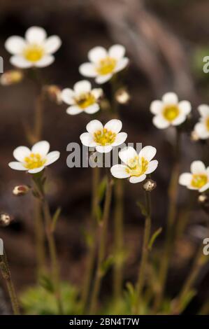 Tufted Alpine Saxifrage, Saxifraga cessitosa, Olympic National Park, Washington, USA Stockfoto