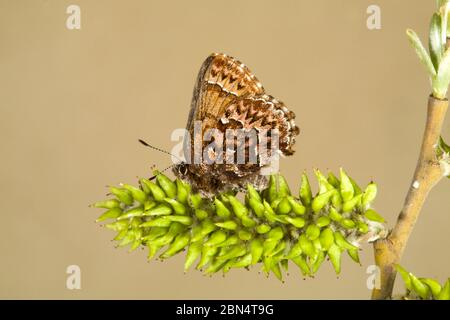 Detail eines westlichen Pine Elfin Schmetterlings, Callophrys eryphon, ruht auf der Knospe eines Flusses Weidenstrauch in den Ochoco Mountains in Zentral Oregon. Stockfoto