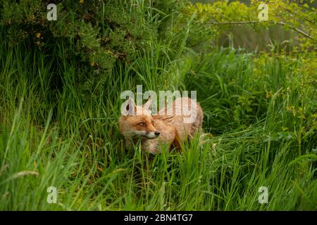 Fuchs im langen Rasen Stockfoto