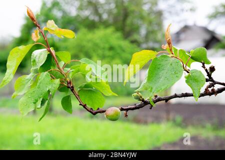 Kleine grüne Aprikosen, die auf einem Baum wachsen. Reifende Früchte im Frühjahr Stockfoto