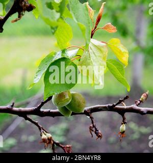 Kleine grüne Aprikosen, die auf einem Baum wachsen. Reifende Früchte im Frühjahr Stockfoto