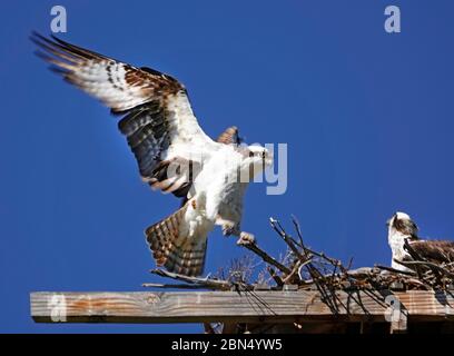 Ein amerikanischer Fischadler, Pandion haliaetus, auch Fischadler genannt, im Flug nahe seinem Nest am Ufer des Deschutes River in Bend, Oregon. Stockfoto