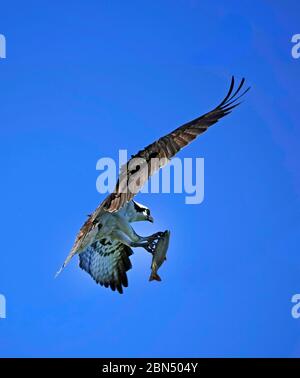 Ein amerikanischer Fischadler, Pandion haliaetus, auch Fischadler genannt, im Flug mit einer Forelle in der Nähe seines Nestes am Ufer des Deschutes River in Bend, Stockfoto