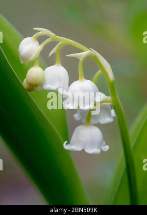 Maiglöckchen - Convallaria majalis Blütennahaufnahme Stockfoto