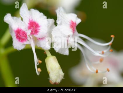 Pferdekastanie - Aesculus hippocastanum Nahaufnahme von Blumen Stockfoto